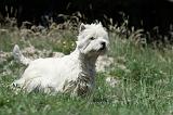 WESTIE 255